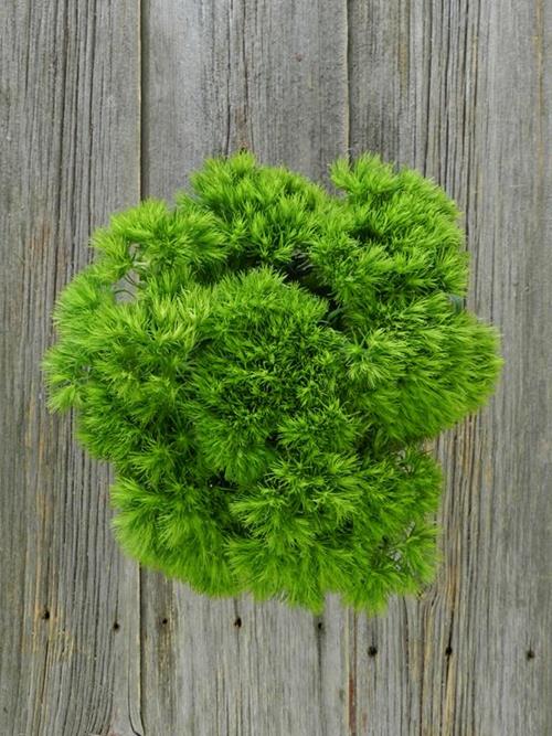 GREEN TRICK   DIANTHUS